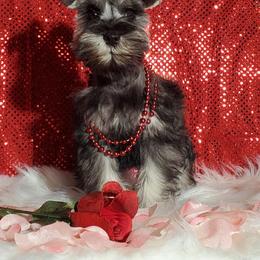 Anna - Miniature Schnauzer puppy in Vernal, Utah from High Uinta Schnauzers