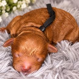 Blitz - Apricot male Poodle puppy in Atlanta, Georgia from ATLANTA POODLE BREEDER (AKC)