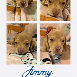 Jimmy - Dapple male Dachshund puppy in Saint Paul, Minnesota from Vibrant Eyes Doxies