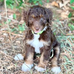 Lime green collar - Red tri-color female Aussiedoodle puppy in Liberty, Texas from Poodles and Doodles Most Excellent Adventures