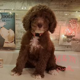 Red Collar - Chocolate Double Doodle puppy in Georgia from H & M Doodles