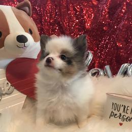 Blue Merle Parti pom - Blue parti male Pomeranian puppy in Taylor, Texas from Regal Poms