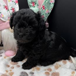 Celine - Black female Maltipoo puppy in Colonial Beach, Virginia from BeachRidge Pups