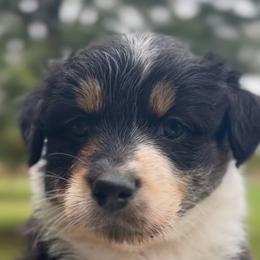 Rosie - Black tri-color female Australian Shepherd puppy in Morrow, Ohio from OakHaven Acres Aussies