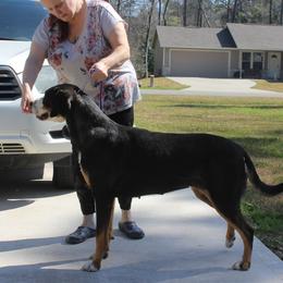Bronwyn - Greater Swiss Mountain Dog