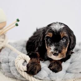 Patch - Tri-color male Bernedoodle puppy in Athens, Alabama from Brewing Doodles