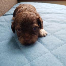 Boy2 - Red Havanese puppy in Batesville, Arkansas from Hillbilly Havanese