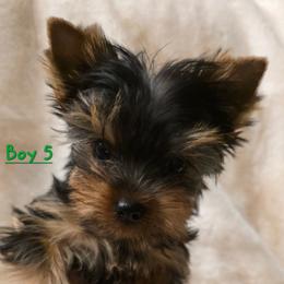 Boy 5 - Blue and gold male Yorkshire Terrier puppy in Greenfield, Indiana from Sharon's Yorkshire Terriers