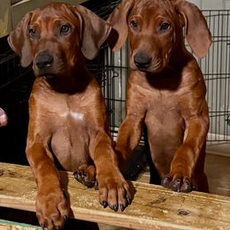 Rhodesian Ridgeback puppies from African Legends Rhodesian Ridgebacks