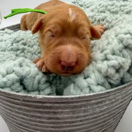 Flood - Apricot male Goldendoodle puppy in Sunman, Indiana from Brunsman Country Doodles LLC