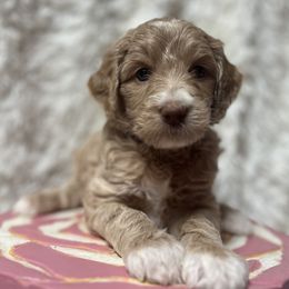 Sugar Cane - Cream female Goldendoodle puppy in Placerville, California from New Dawn Poodles and Doodles