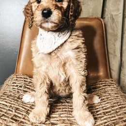 Goldendoodle Puppies from The Doting Doodle