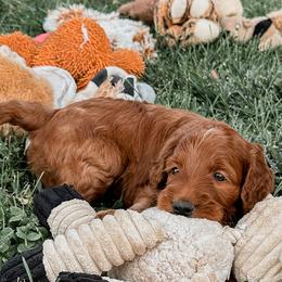 Irish Doodle Puppies from Foxrun Litters