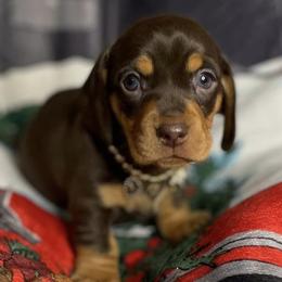 Dachshunds from Country Chapel Dachshunds