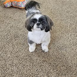 Juniper - Shih Tzu