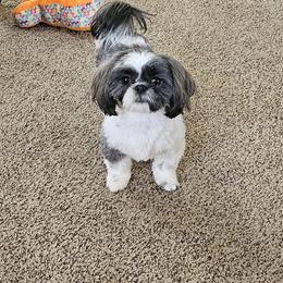 Juniper - Shih Tzu