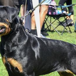 Rottweilers from Vom hause Reto