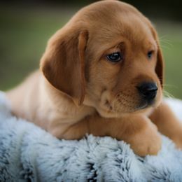 Fox Red Baby Boy Black Collar - Yellow male Labrador Retriever puppy in Ulman, Missouri from Landon J Farms Labrador Retrievers