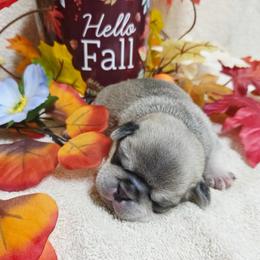 Cream Boy (blue) - Cream male Pug puppy in Tulsa, Oklahoma from Locust Creek Pugs & Japanese Chin's