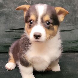 Boy 2 - Pembroke Welsh Corgi puppy from Dunnideer Farm