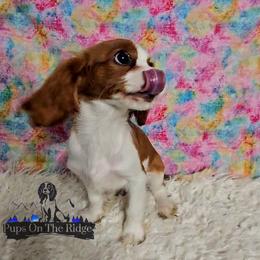 Cavalier King Charles Spaniel and Companion Cross Puppies from Pups on the Ridge