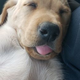 Labrador Retrievers from Buck's Labradors