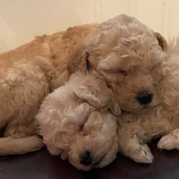 Goldendoodles and Labradoodles from Exotic and Designer Doodles