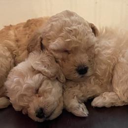 Goldendoodles and Labradoodles from Exotic and Designer Doodles