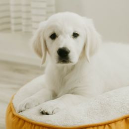 Golden Retriever Puppies from Arrowhead Kennels