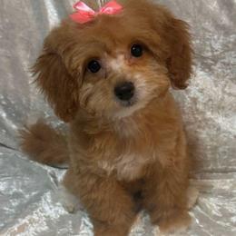 Tootsie - Parti female Goldendoodle puppy in Saint Cloud, Florida from Rising Star Kennels