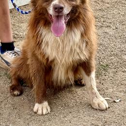 Boo - Miniature Australian Shepherd
