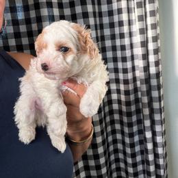 Sir Monty - Parti male Maltipoo puppy in Southern,, California from Maltipoo Tiny Pups & More