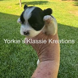 Ashleigh - Parti female Yorkshire Terrier puppy in Dierks, Arkansas from Yorkie’s Klassie Kreations