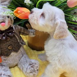 Baymax - Wheaten male Miniature Schnauzer puppy in Hertford, North Carolina from Little Bug Schnauzers