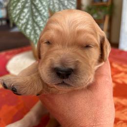 Lime green - Golden male Golden Retriever puppy in Bonanza, Oregon from Gold 'N Dust Ranch