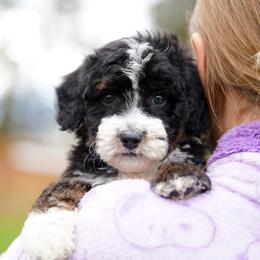 Parker - Tri-color male Bernedoodle puppy in Spokane, Washington from Lilac City Doodles