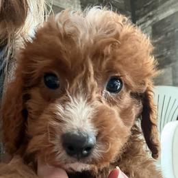 Bradley - Red male Cavapoo puppy in Osseo, Michigan from Smiths Fluffy butts