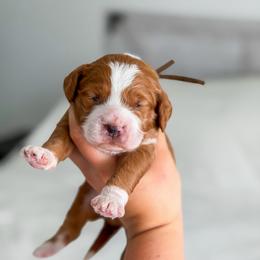 Tucker - Apricot male Goldendoodle puppy in Southeast Arcadia, Florida from Desoto Doodles