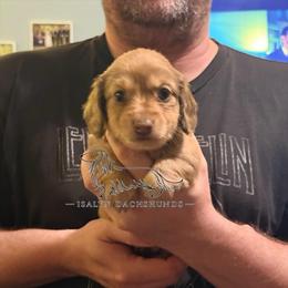 Lilo - Chocolate and cream female Dachshund puppy in Copperas Cove, Texas from Isalyn Dachshunds