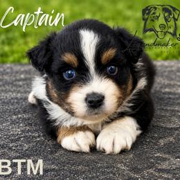 Captain - Black tri male Miniature American Shepherd puppy in Leitchfield, Kentucky from Legendmaker MAS