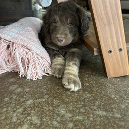 Clark - Red tri male Miniature Australian Shepherd puppy in Edgar Springs, Missouri from Scott’s Aussies LLC