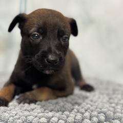 Rudolph - Tan female Working Dog Cross puppy in Clarksville, Tennessee from Vuurhart Herders
