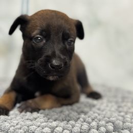 Rudolph - Tan female Working Dog Cross puppy in Clarksville, Tennessee from Vuurhart Herders