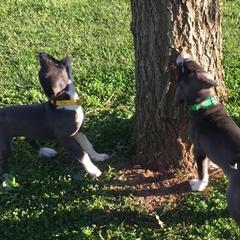 Mountain Cur Puppies from Walnut Ridge Mountain Curs