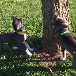 Mountain Cur Puppies from Walnut Ridge Mountain Curs