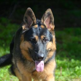 Zahra - German Shepherd