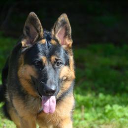 Zahra - German Shepherd