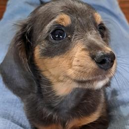 Red - Blue and tan female Dachshund puppy in Franklin, Georgia from Lakeside Kennels of Franklin
