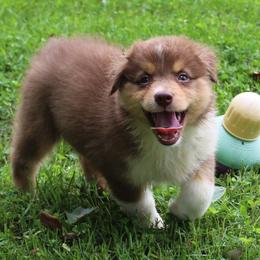 Abilene - Red tri-color female Australian Shepherd puppy in Kansas, Oklahoma from Windy G Farm