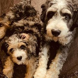 Bernedoodle puppies from Heavenly Heritage Dachshunds and Doods